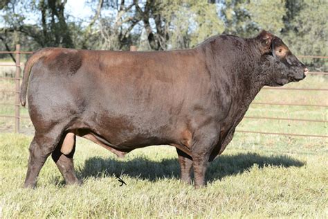 Structural Soundness To be an efficient breeder a bull must be structurally sound. . Select sires shorthorn bulls